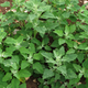 A patch of lamb’s quarter